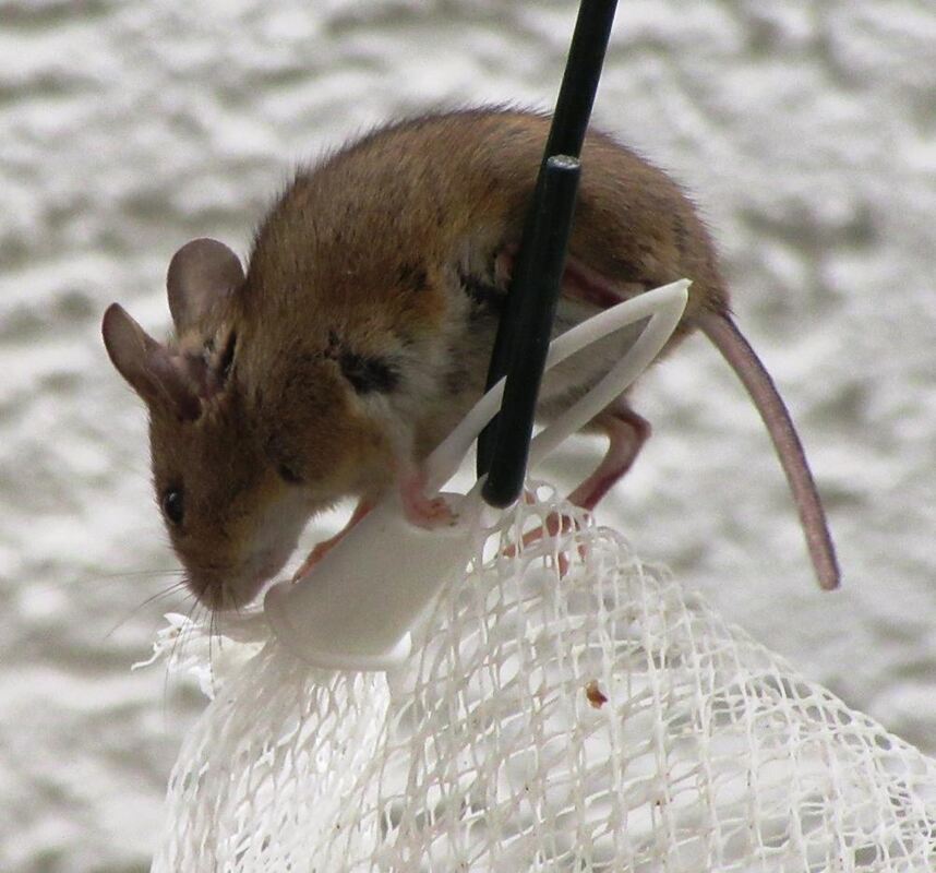 Naturfotos unserer Leser 2016