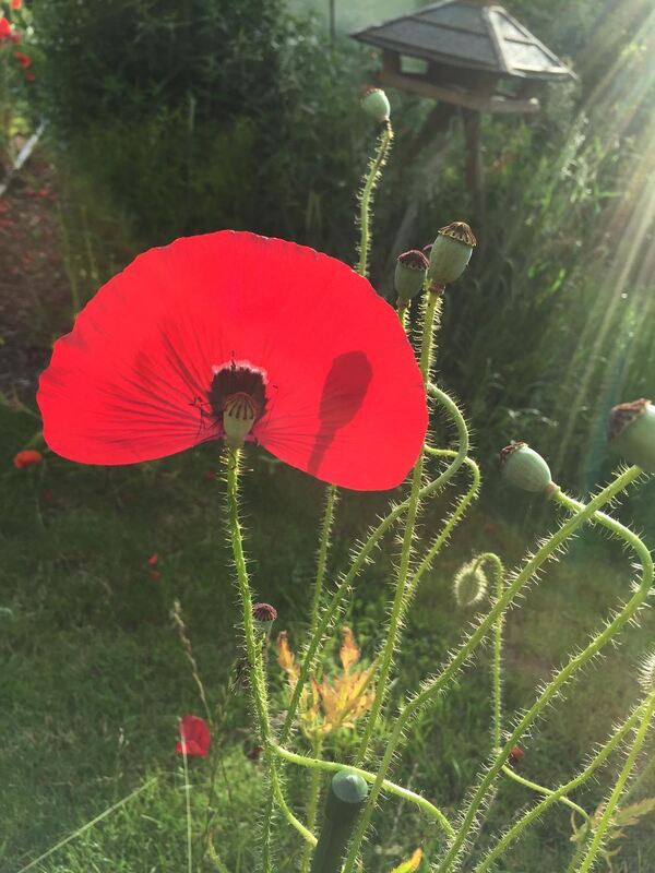 Naturfotos unserer Leser 2016