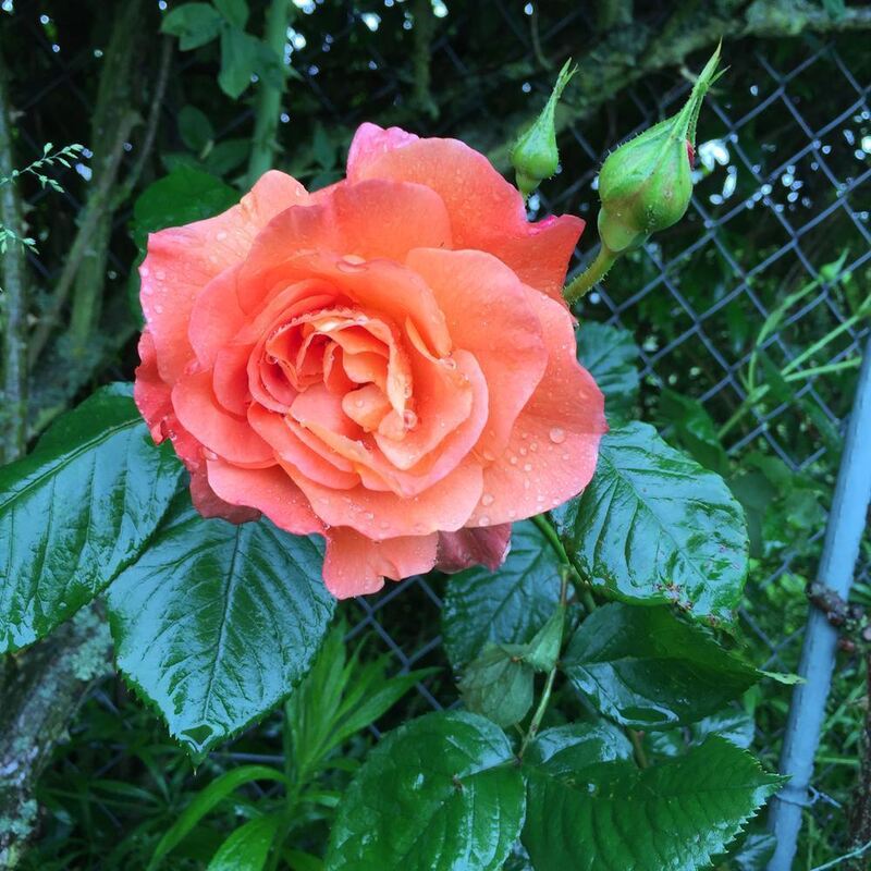 Naturfotos unserer Leser 2016