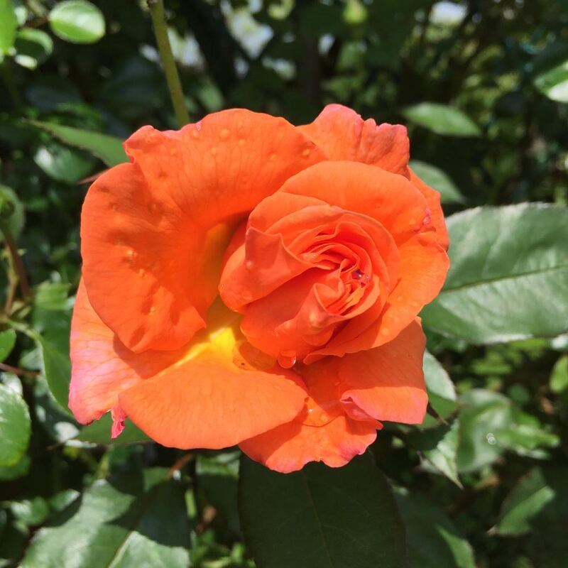 Naturfotos unserer Leser 2016