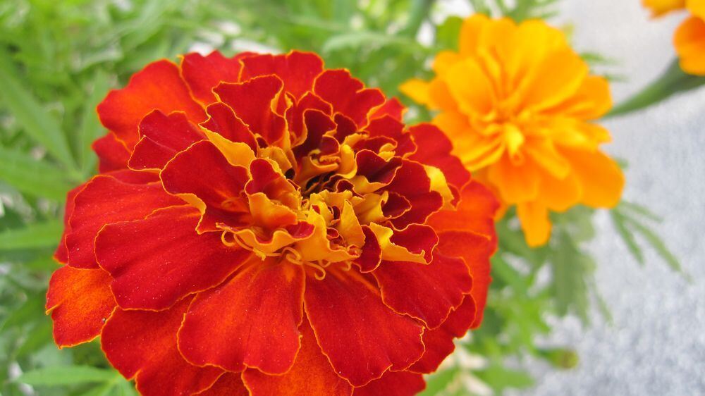 Naturfotos unserer Leser 2016