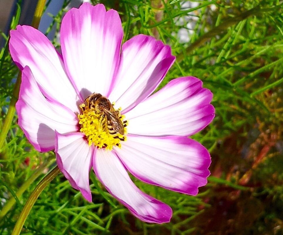 Naturfotos unserer Leser 2016