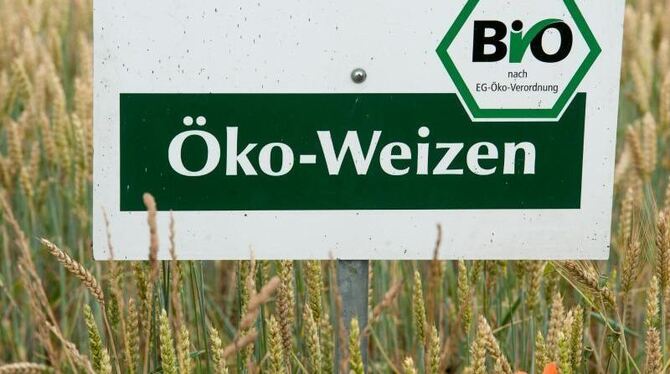 »Öko-Weizen« im bayrischen Oberndorf. Ende vergangenen Jahres setzten 8,7 Prozent der Betriebe auf ökologische Landwirtschaft