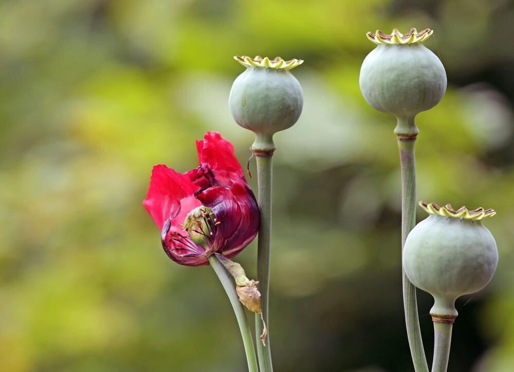 Naturfotos unserer Leser 2016