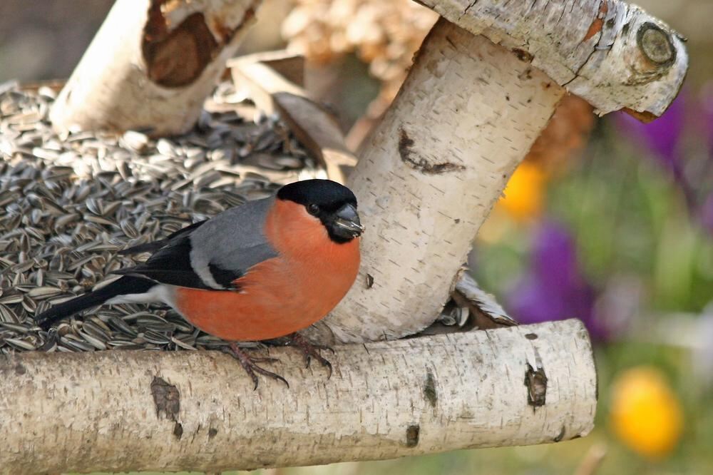 Naturfotos unserer Leser 2016