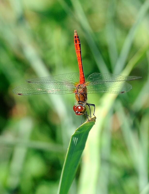 Naturfotos unserer Leser 2016