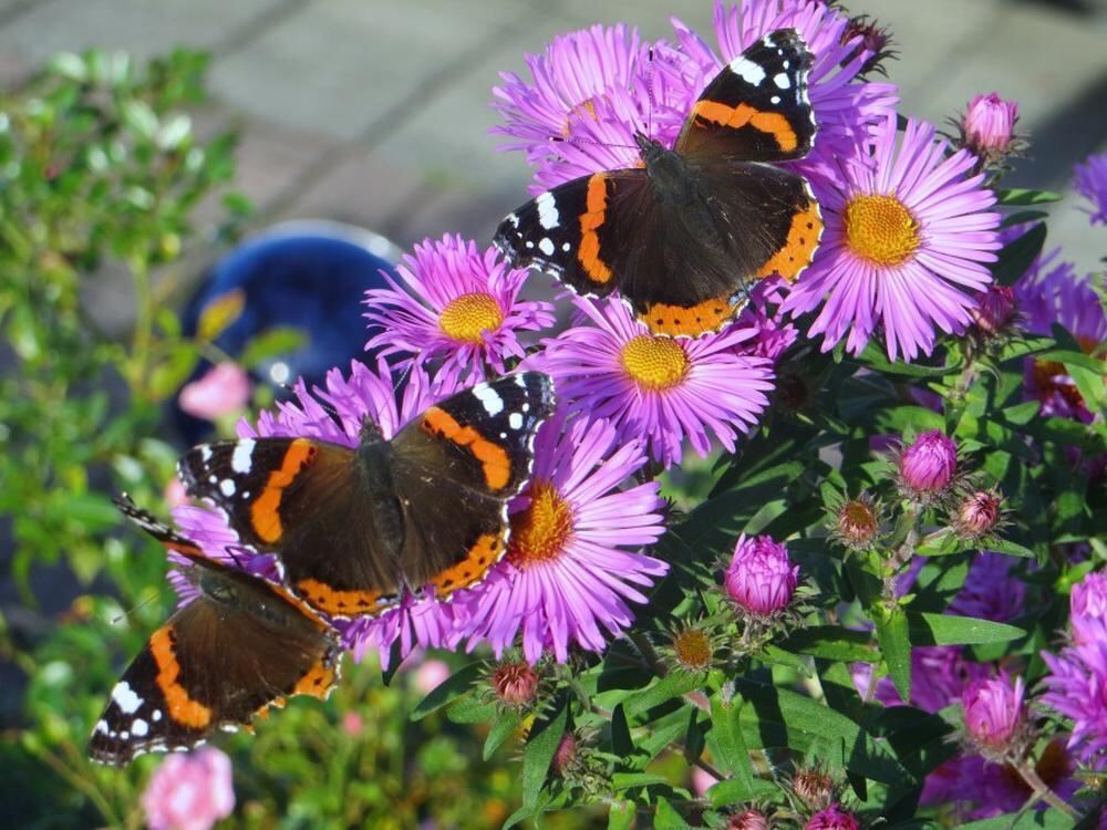 Naturfotos unserer Leser 2016