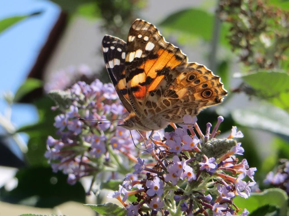 Naturfotos unserer Leser 2016