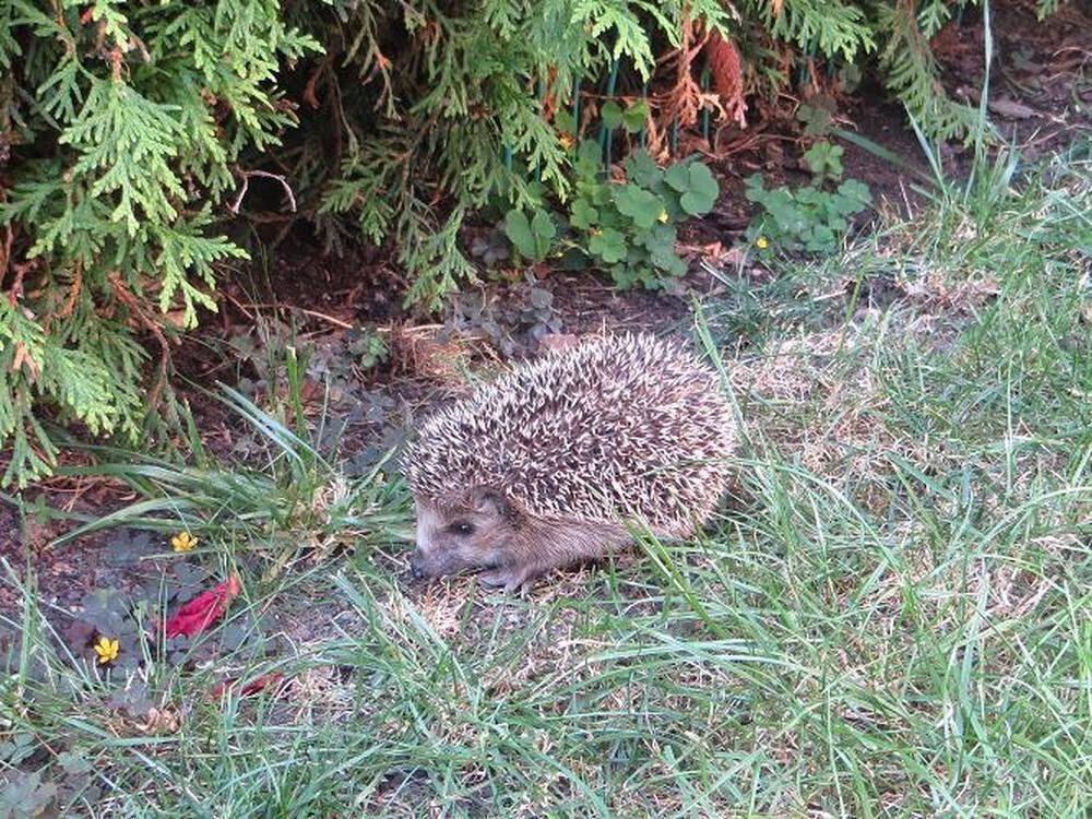 Naturfotos unserer Leser 2016