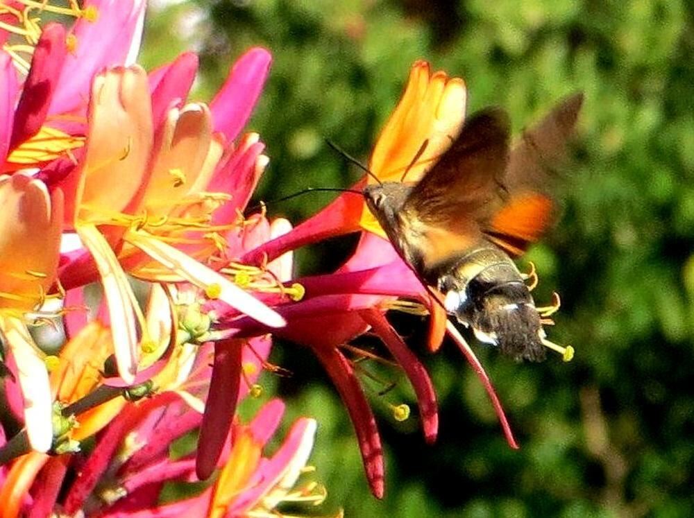Naturfotos unserer Leser 2016