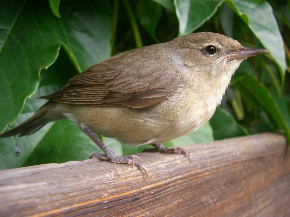 Naturfotos unserer Leser 2016