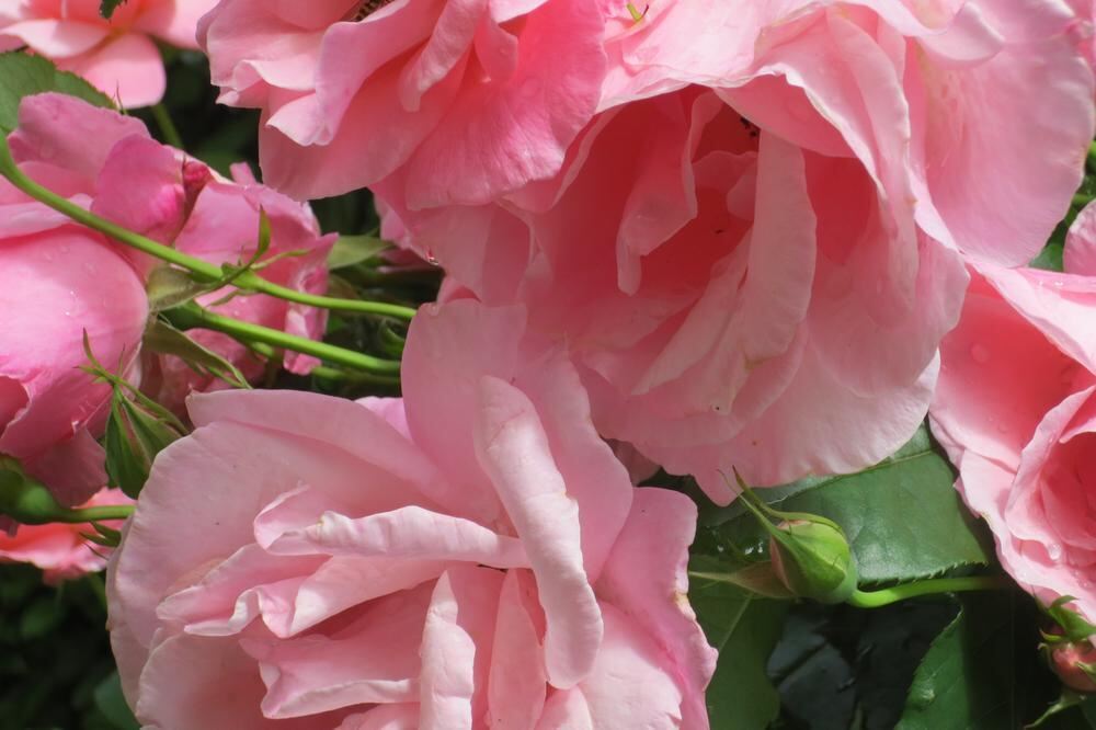 Naturfotos unserer Leser 2016