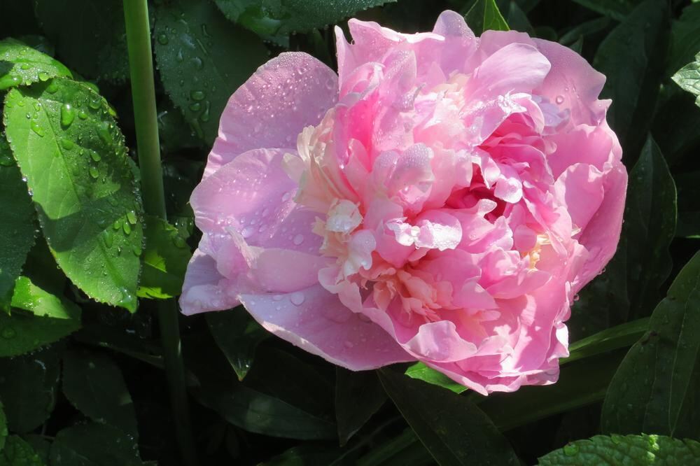 Naturfotos unserer Leser 2016