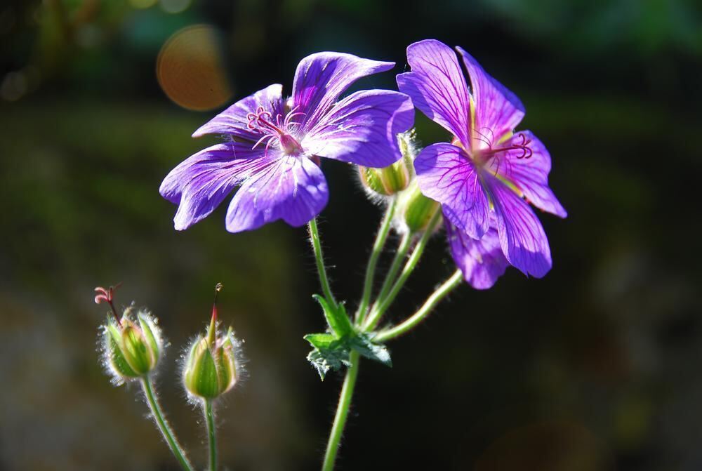 Naturfotos unserer Leser 2016