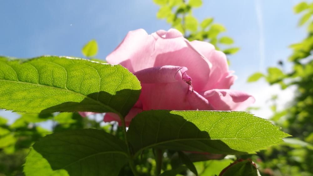 Naturfotos unserer Leser 2016