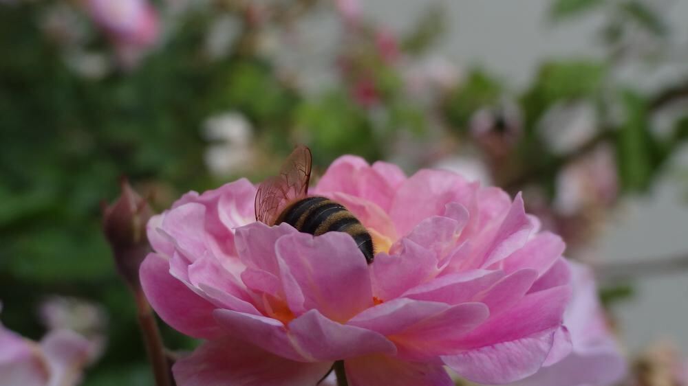 Naturfotos unserer Leser 2016