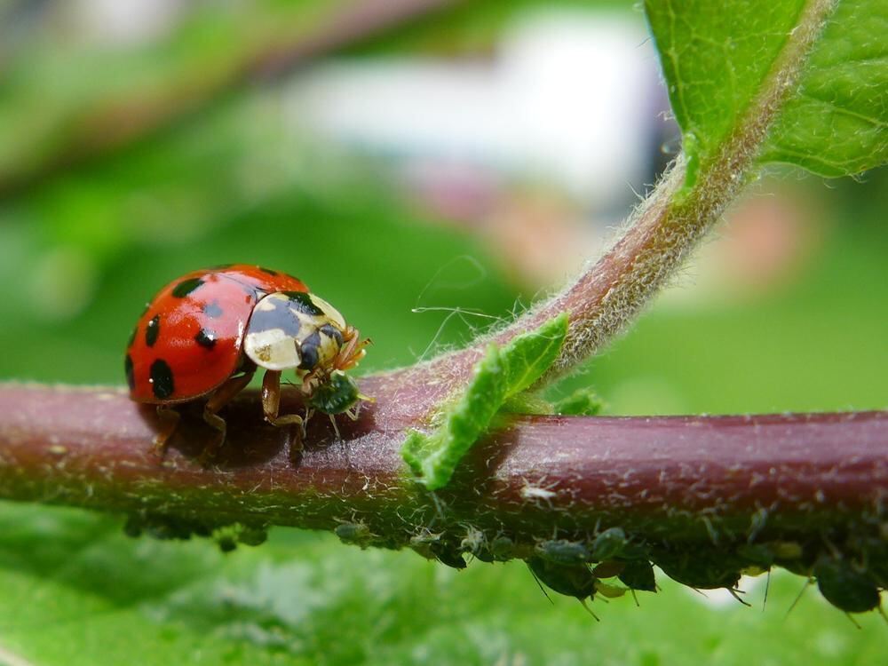 Naturfotos unserer Leser 2016