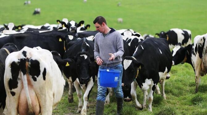 Verlustgeschäft: Ein Milchbauer gibt seinen Kühen Kraftfutter. Foto: Oliver Berg/Archiv