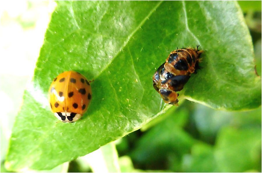 Foto: Christel Mollenkopf