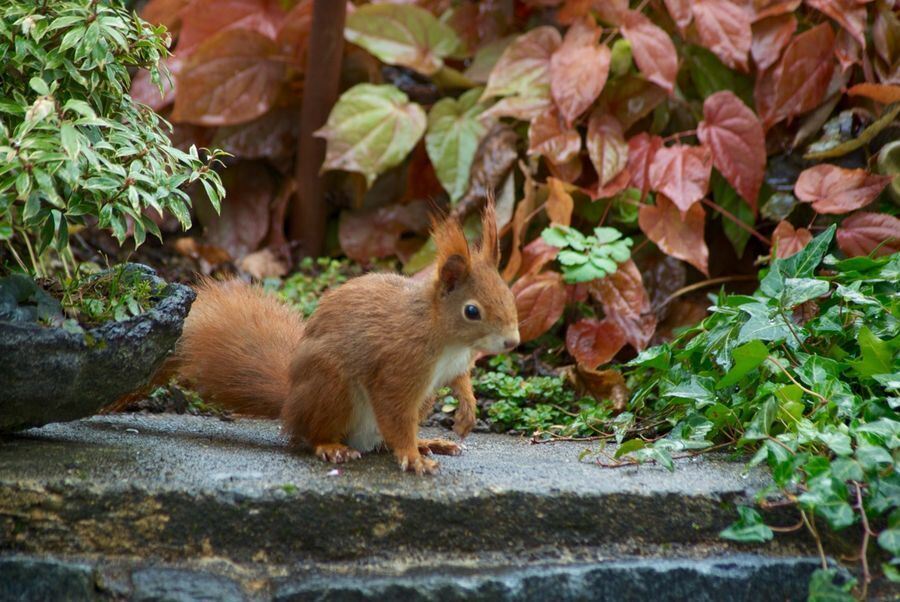 Foto: Raimund Göppel