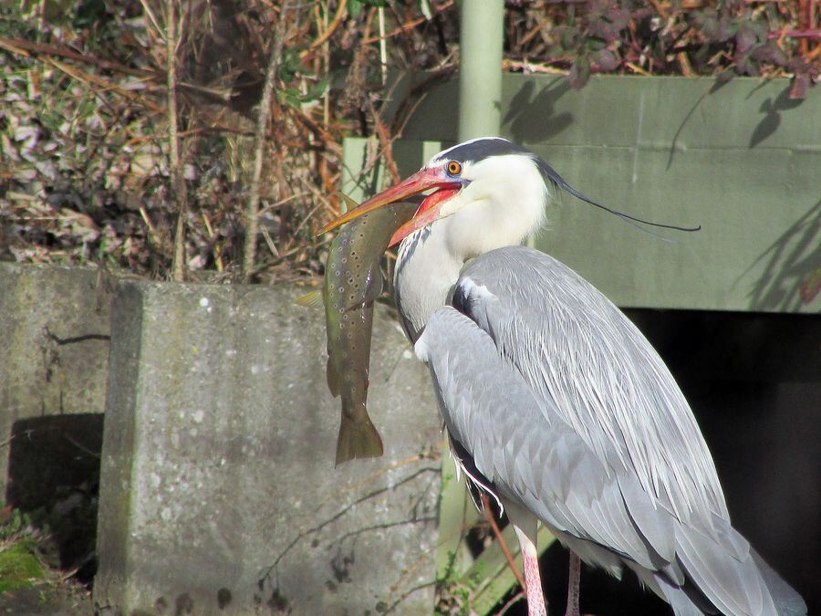 Foto: Roland Sedelmaier