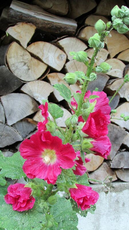 Foto: Roland Sedelmaier