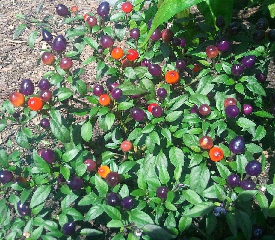 Naturfotos unserer Leser 2016