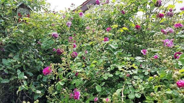 Naturfotos unserer Leser 2016