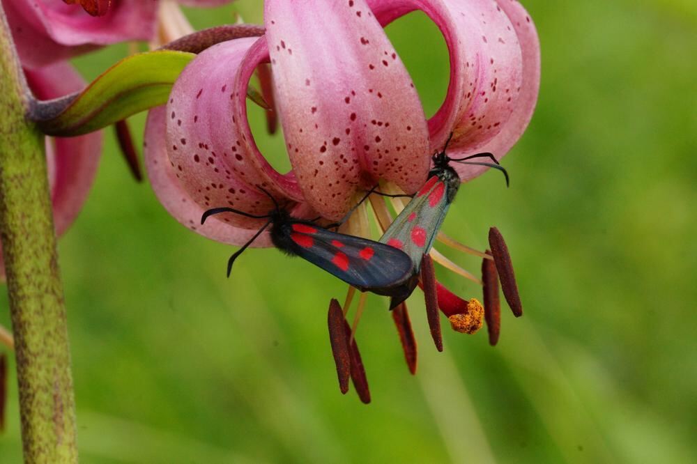 Naturfotos unserer Leser 2016
