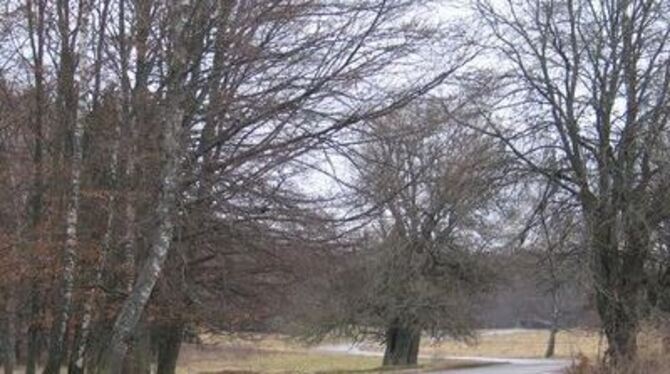 Wie ein kleiner Park: Querfeldeinmärsche oder gar Feuerchen sind hier aber riskant - und demnächst verboten.
GEA-ARCHIVFOTO: D