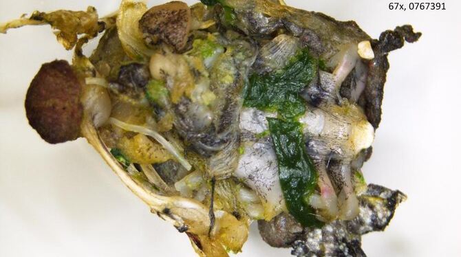 In einer Fertigpackung Blattspinat fanden die Lebensmittelkontrolleure die Reste einer Kröte.  Foto: Ministerium für ländlichen