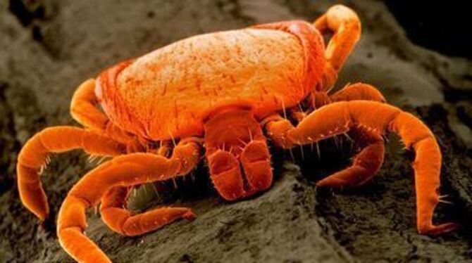 Ixodes ricinus, der Gemeine Holzbock, unter dem Raster-Elektronen-Mikroskop. Deutlich zu erkennen sind die Saugwerkzeuge des ach