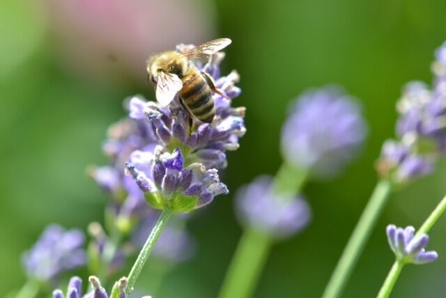 Naturfotos unserer Leser 2016