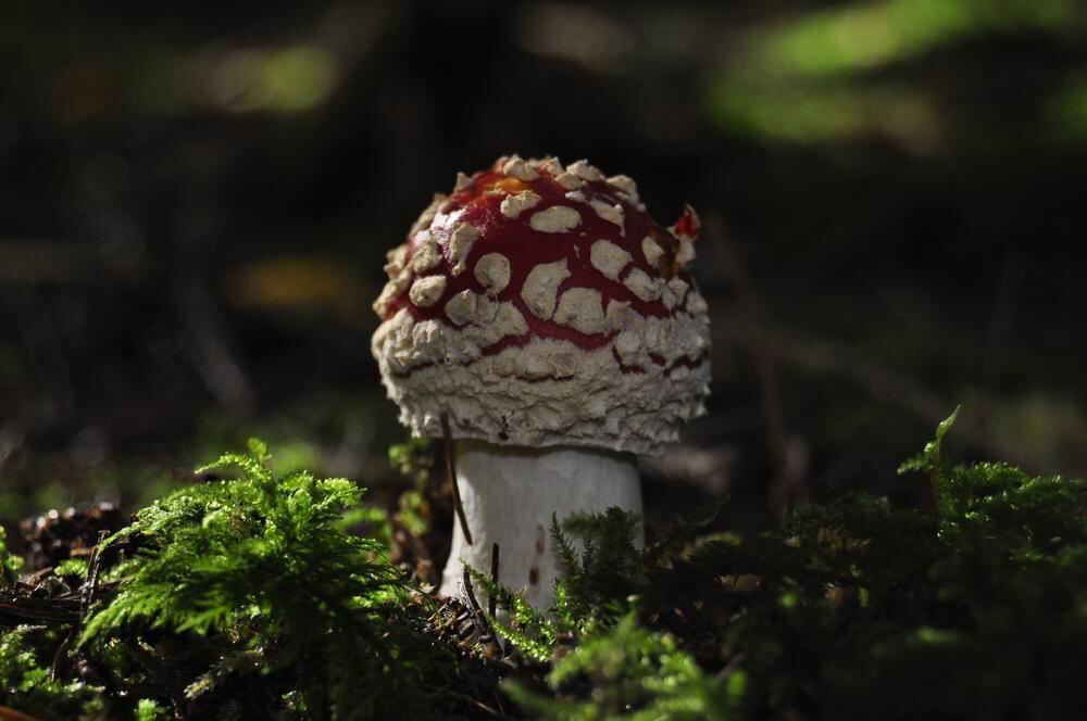 Naturfotos unserer Leser 2016