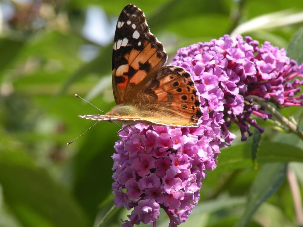 Naturfotos unserer Leser 2016