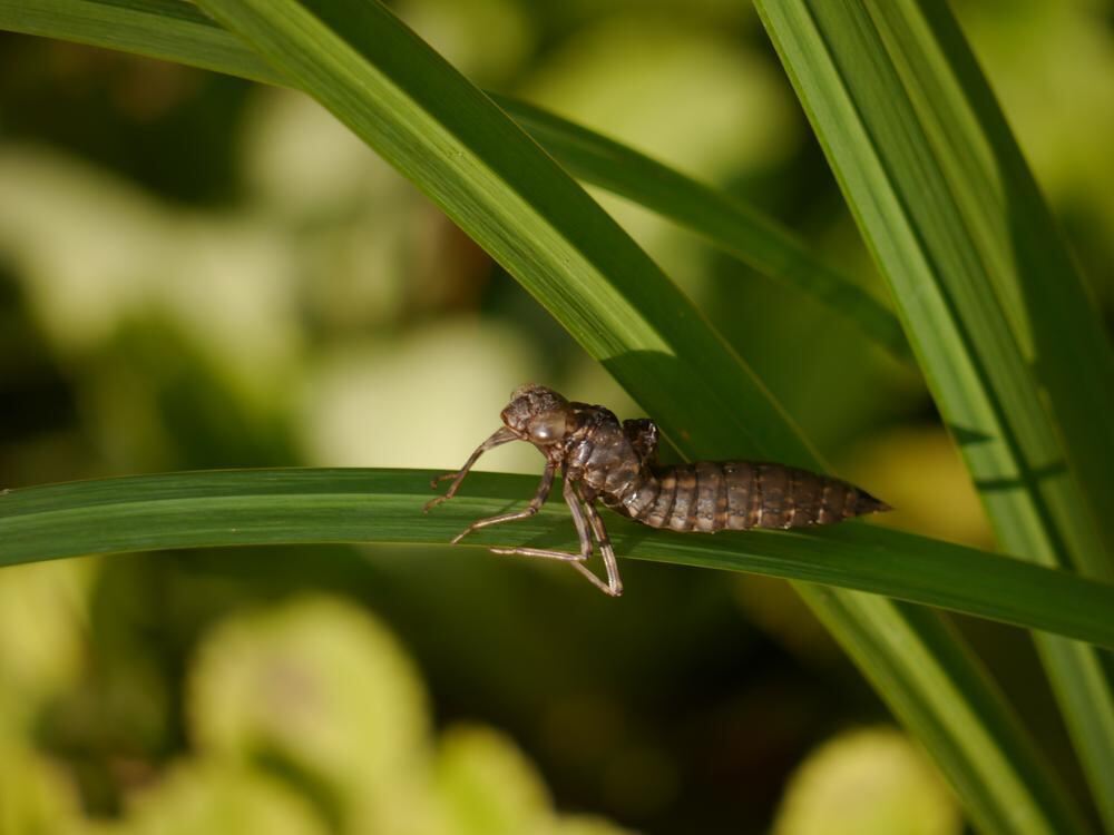 Naturfotos unserer Leser 2016