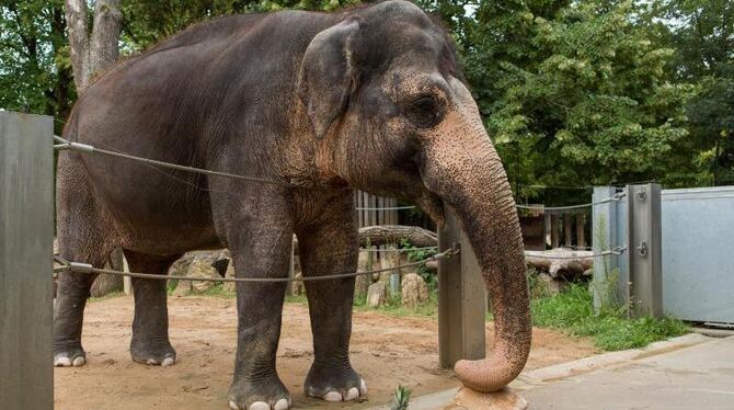 Die Elefantendame Pama feiert ihren 50. Geburtstag mit einem Geburtstagskuchen. Foto: Silas Stein