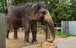 Die Elefantendame Pama feiert ihren 50. Geburtstag mit einem Geburtstagskuchen. Foto: Silas Stein
