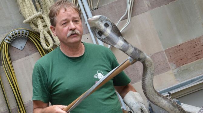 Harry Aberle, Tierpfleger im Stuttgarter Zoo »Wilhelma«, hält in Stuttgart eine giftige Brillenschlange. Foto: Franziska Kraufma