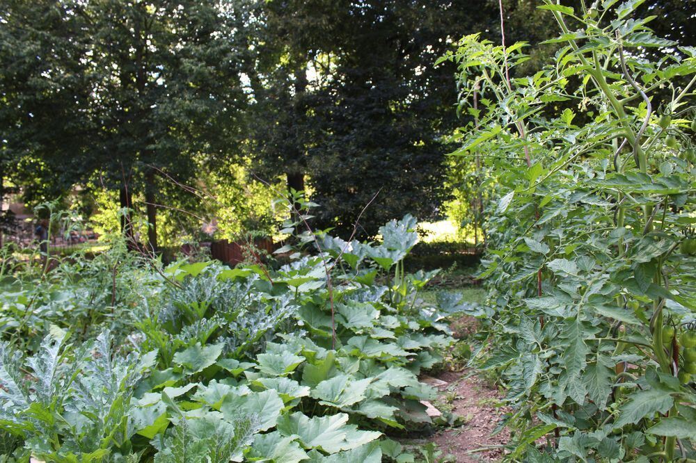 Urban Gärtnern an der Wilden Linde