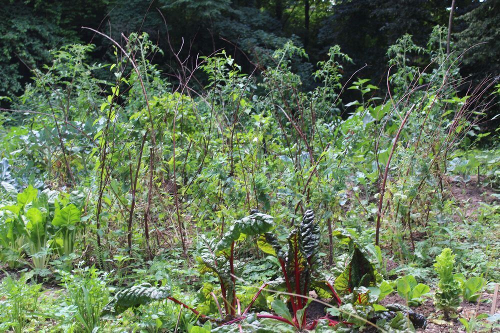 Urban Gärtnern an der Wilden Linde