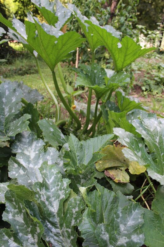 Urban Gärtnern an der Wilden Linde