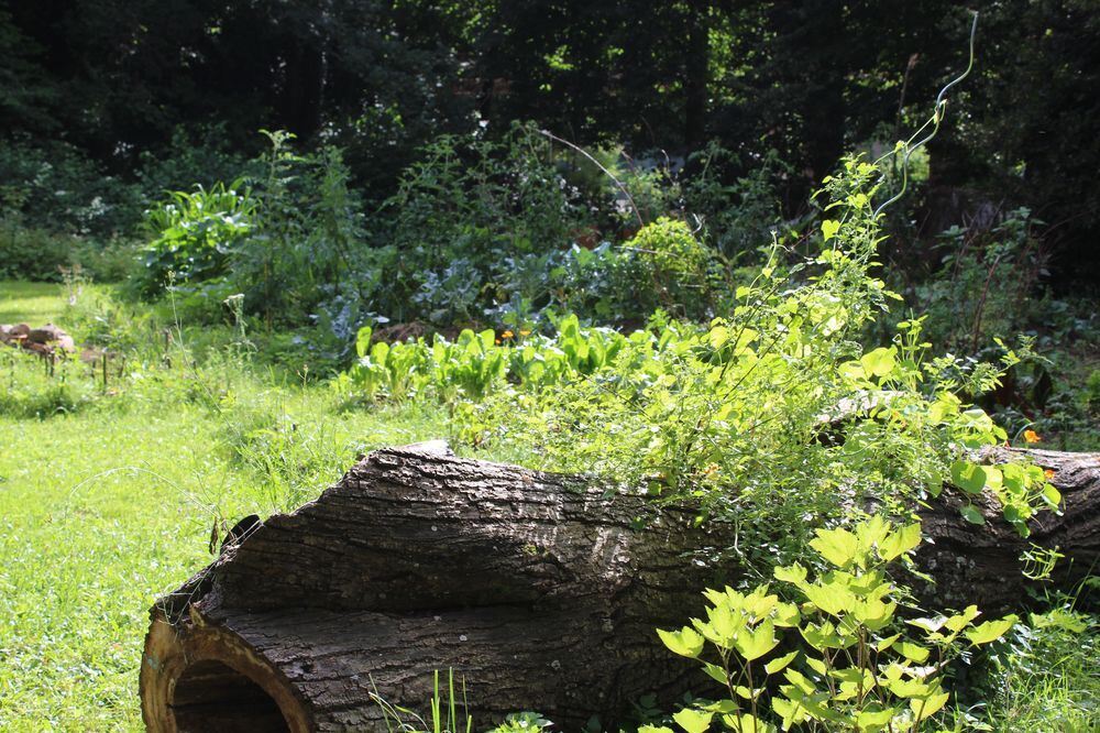 Urban Gärtnern an der Wilden Linde