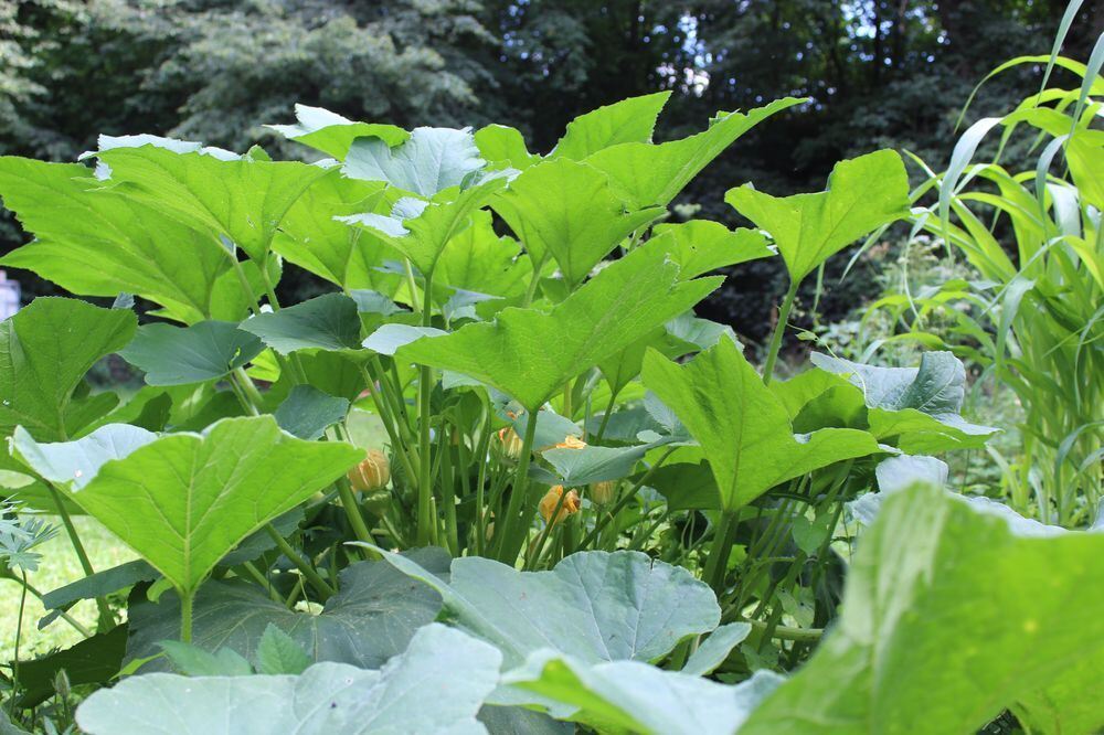 Urban Gärtnern an der Wilden Linde