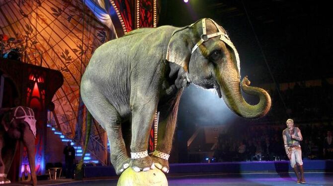 Ist das artgerecht? Nicht nur Tierschützer bezweifeln, dass es Wildtieren in Zirkussen gutgeht und fordern deshalb ein Verbot.