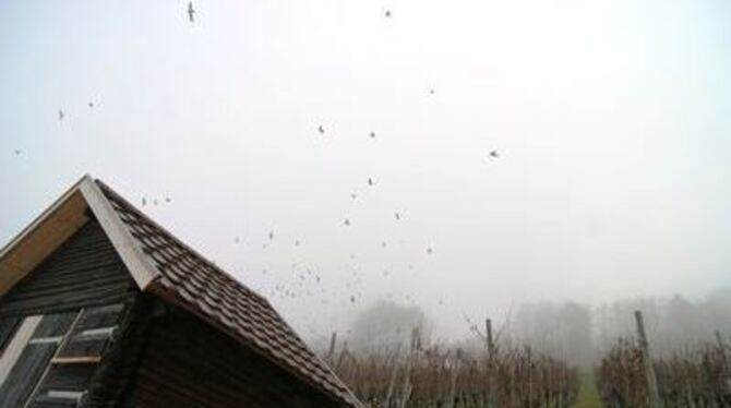 Droben in den Weinbergen dürfen jetzt die Vögel fliegen, denn die Trauben sind allesamt abgeerntet. 215 Mitglieder zählt die Wei