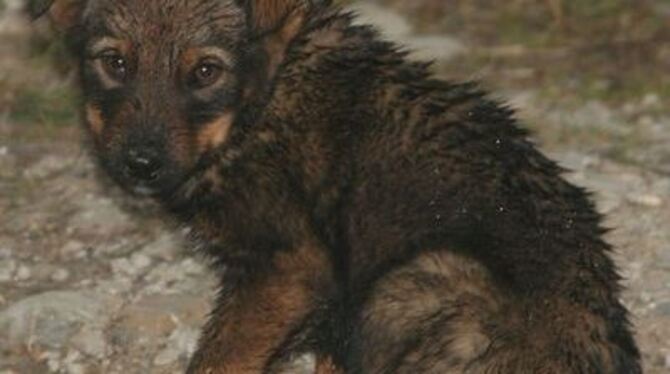 Großes Leid, ungewisse Zukunft: Ein kleiner Straßenhund in Rumänien. Petra Zipp aus Pfullingen setzt sich für Tierschutz im Ausl