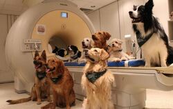 Das undatierte Handout-Foto der Eötvös Loránd University zeigt trainierte Hunde an einem Magnetresonanztomographen. Foto: Eni