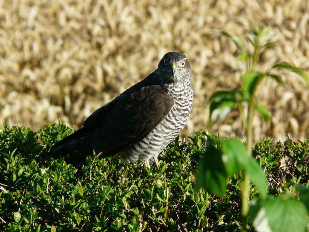 Naturfotos unserer Leser 2016