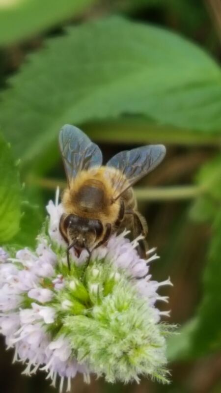 Naturfotos unserer Leser 2016